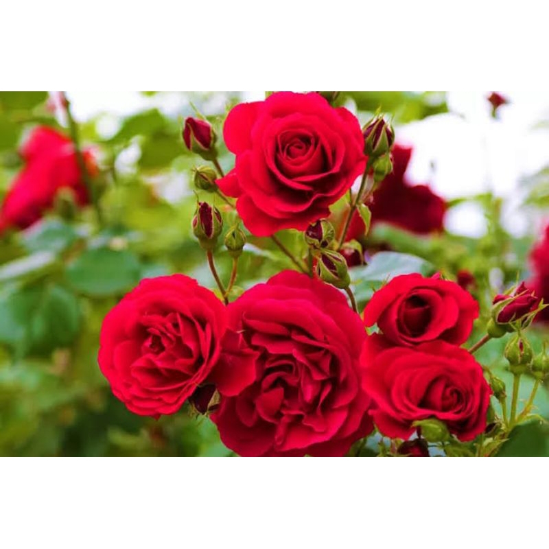 Tanaman Hias Mawar Bunga Merah - Tanaman Bunga Mawar Hidup