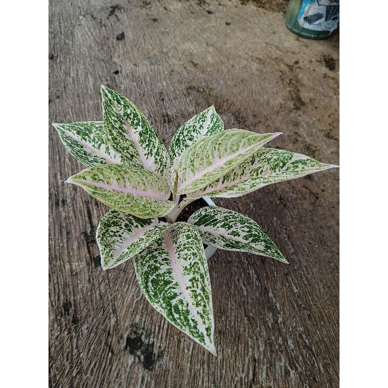 aglonema mutiara alba