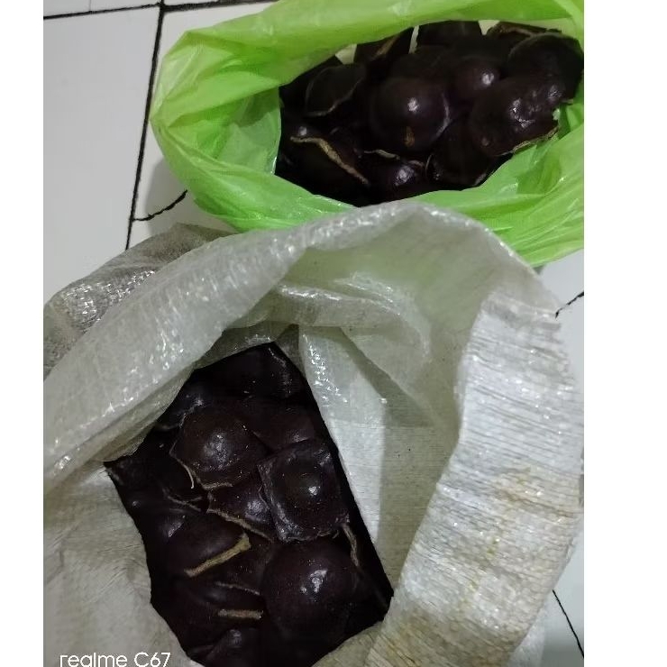 

JENGKOL MUDA CAKRUK SEGER