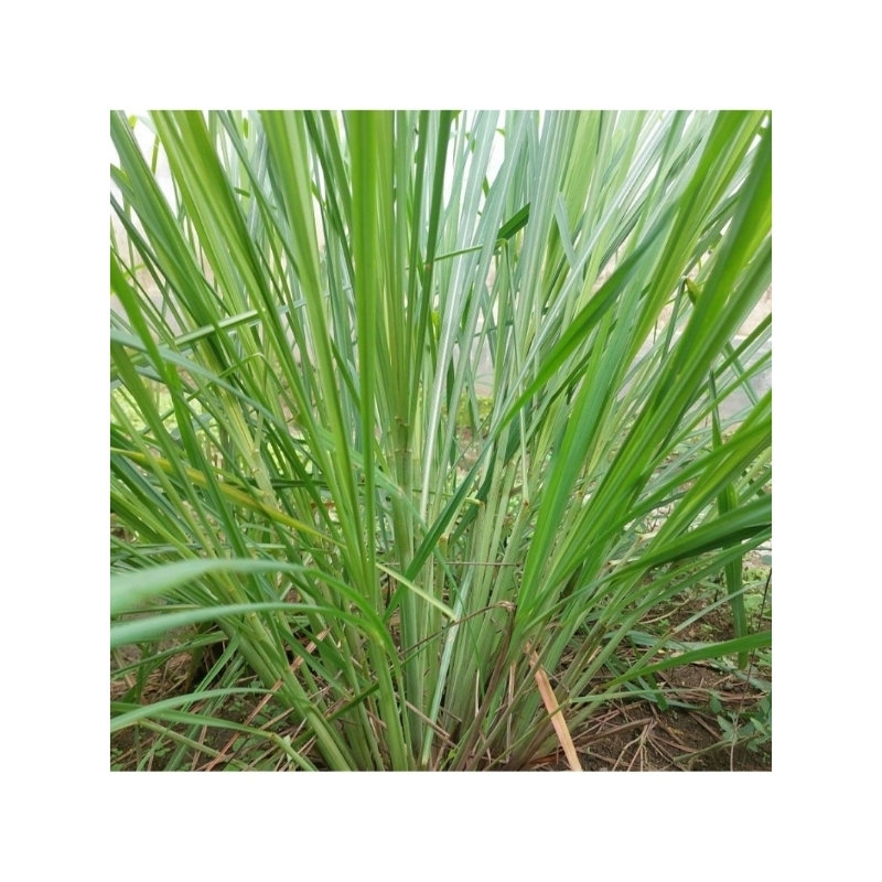 

sereh serai 500 gram