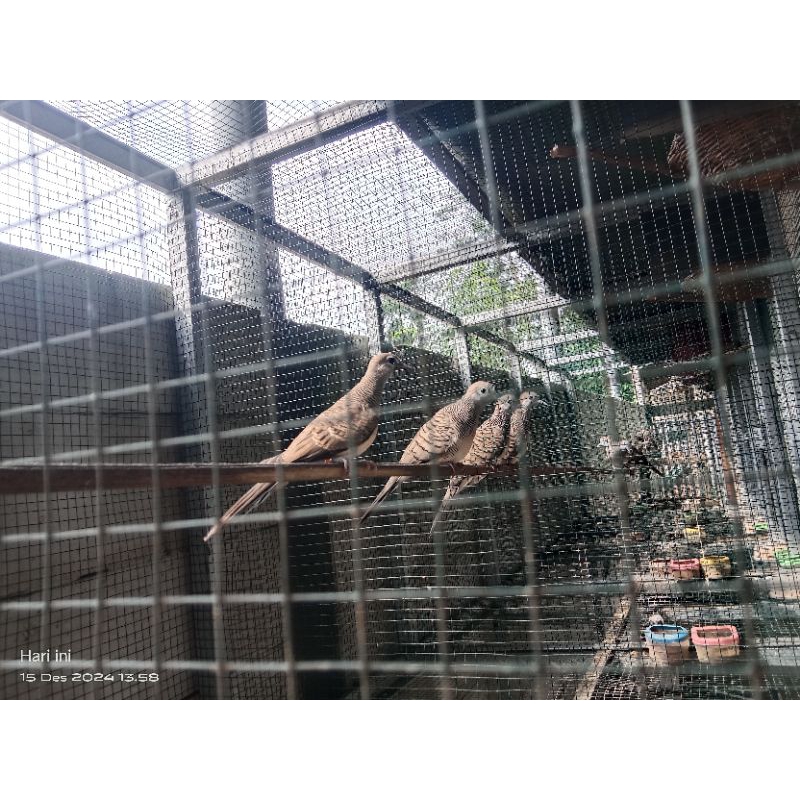 perkutut bangkok trah lomba sepasang bawak anak satu