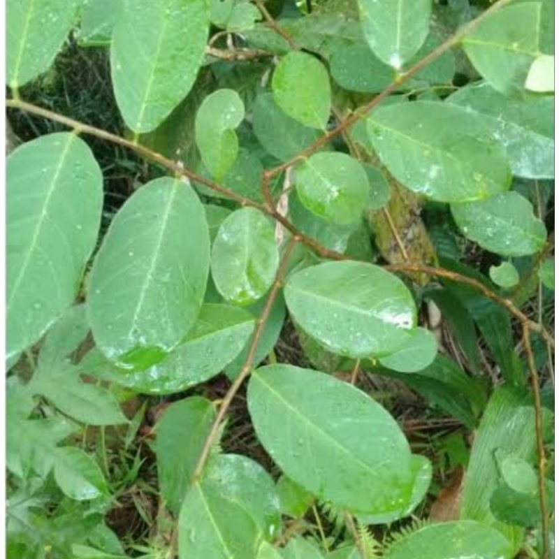 

Daun kandri segar daun kanyere segar 250 gram-az