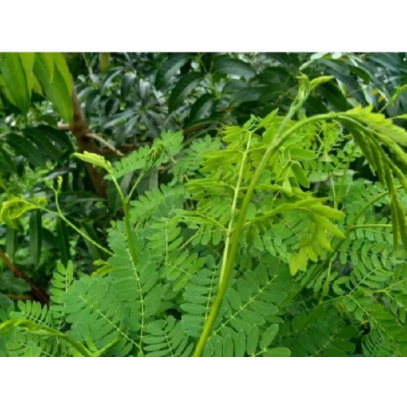 

Daun lamtoro /daun petai cina segar alami