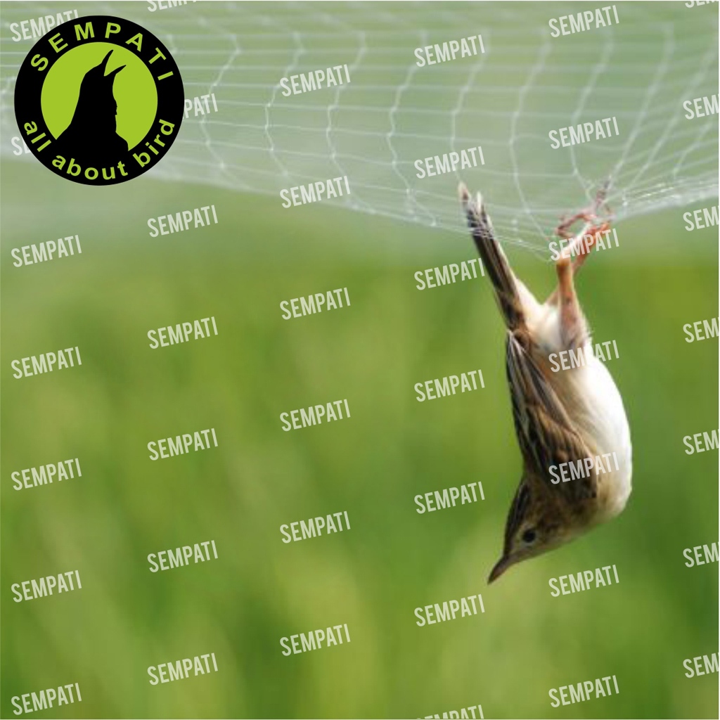 JARING PADI / JARING SAWAH / JARING BURUNG EMPRIT / JARING IKAN SENAR 0,15MM PREMIUM