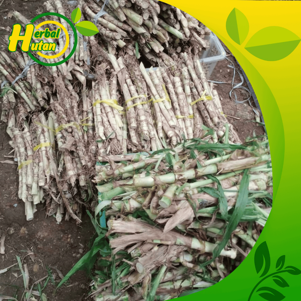 

1 kilo bibit rumput odot pakan ternak sapi kambing kelinci fresshh di ambil langsung dari kebun