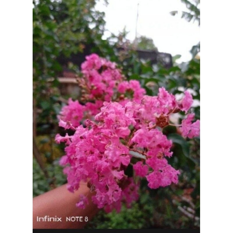 TANAMAN HIAS/BUNGA SAKURA JEPANG ASLI PINK