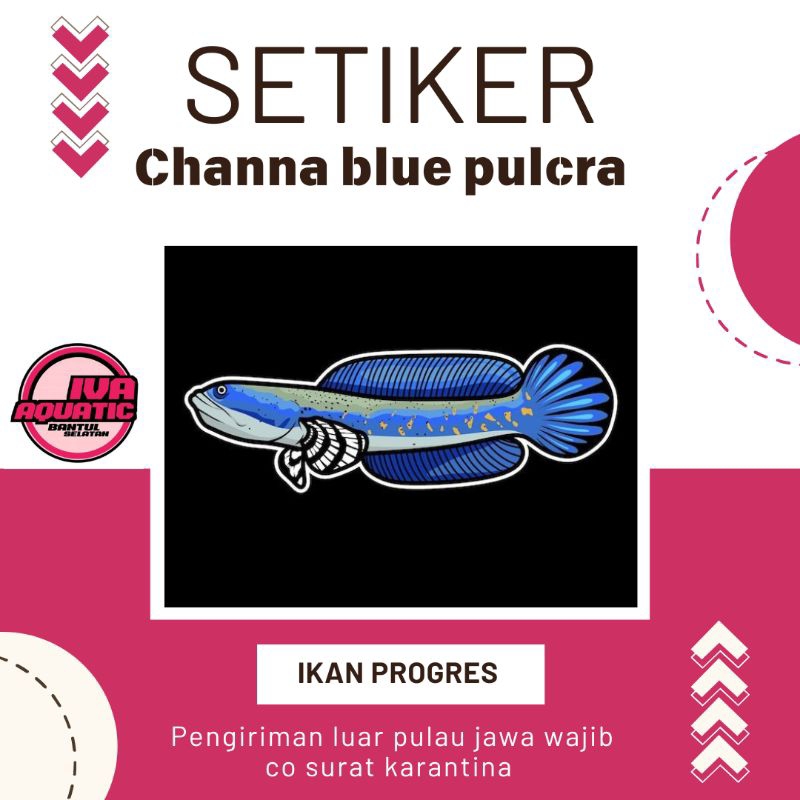 

Stiker Channa Blue Pulcra 7-9 cm