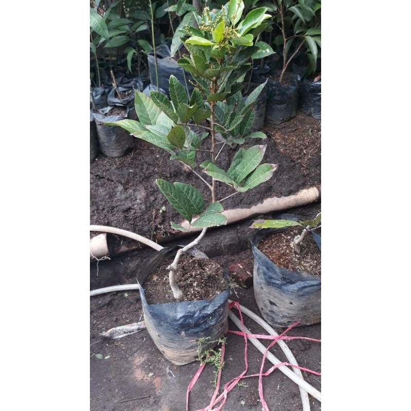 RAMBUTAN BINJAI BERBUNGA