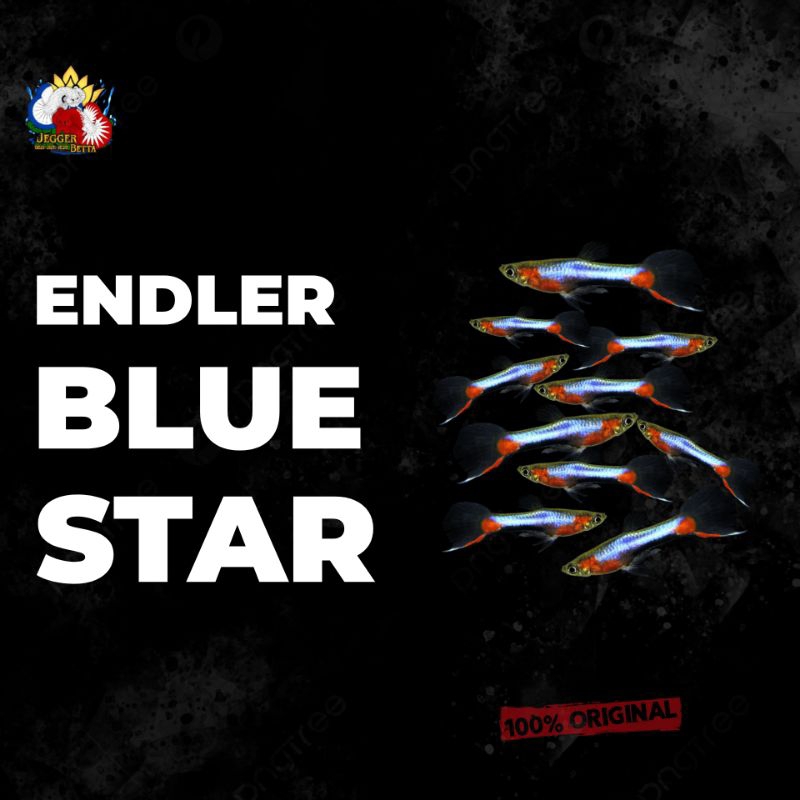 Endler Blue Star / pelengkap aquascape