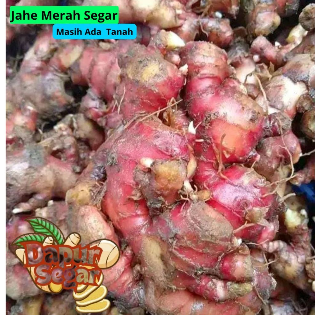 

Jahe Merah 1kg Segar