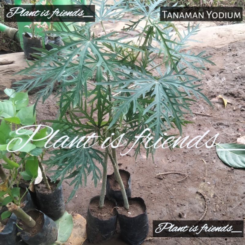 BIBIT TANAMAN YODIUM BUAT LUKA