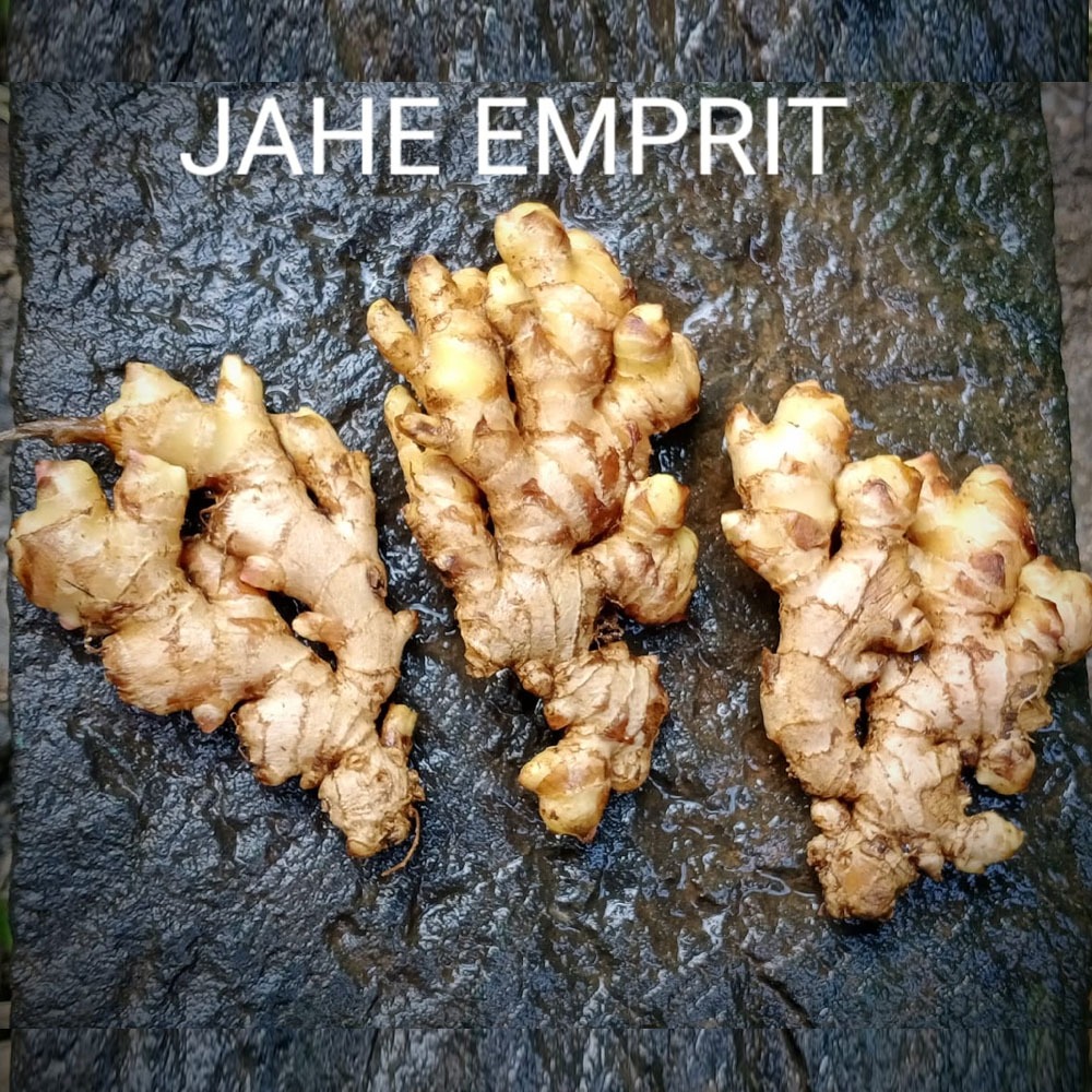 

Jahe Emprit Jahe Pilihan 1 kg