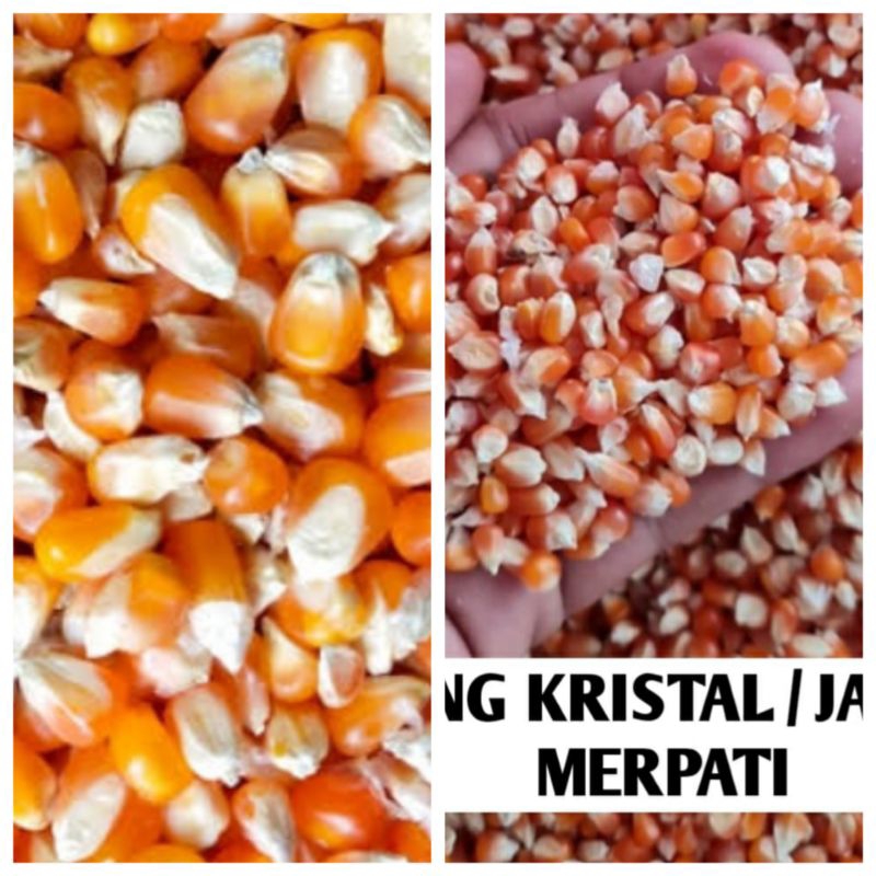Jagung Merpati Kecil Jagung Kering Bersih 5 kg pakan burung ayam