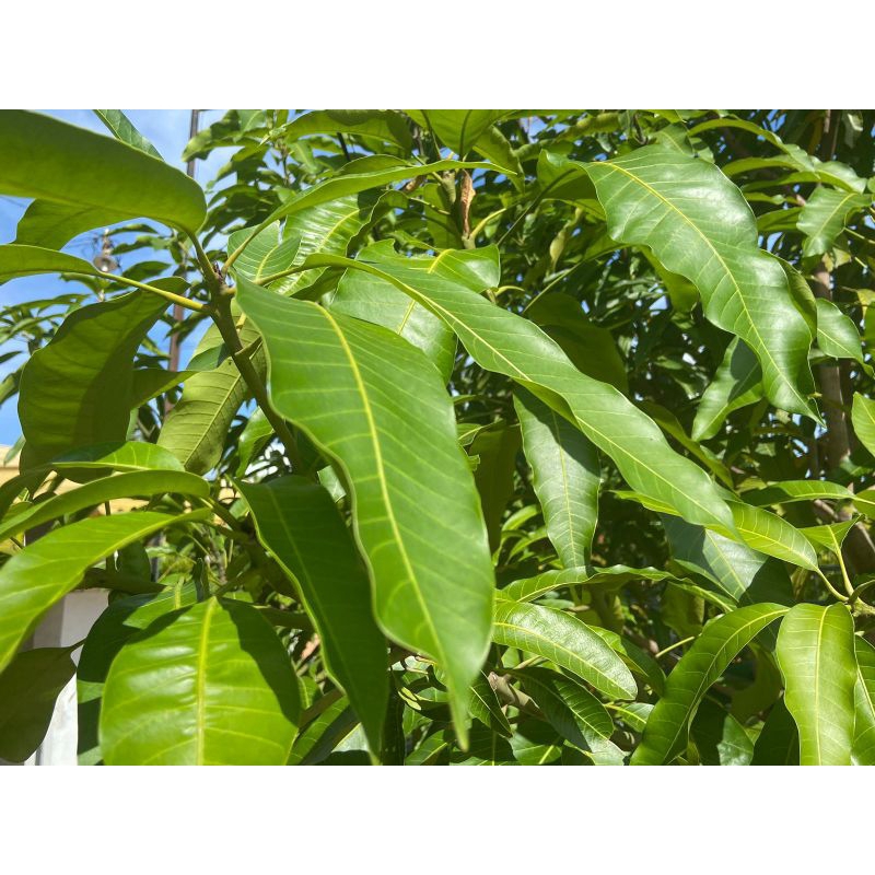 

Daun Mangga 1 kantong