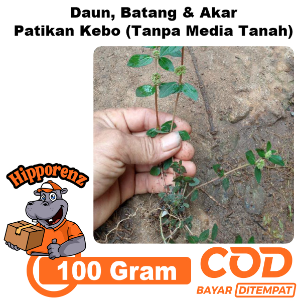 

Patikan Kebo Cabutan 100 Gram Tanpa Media Tanah