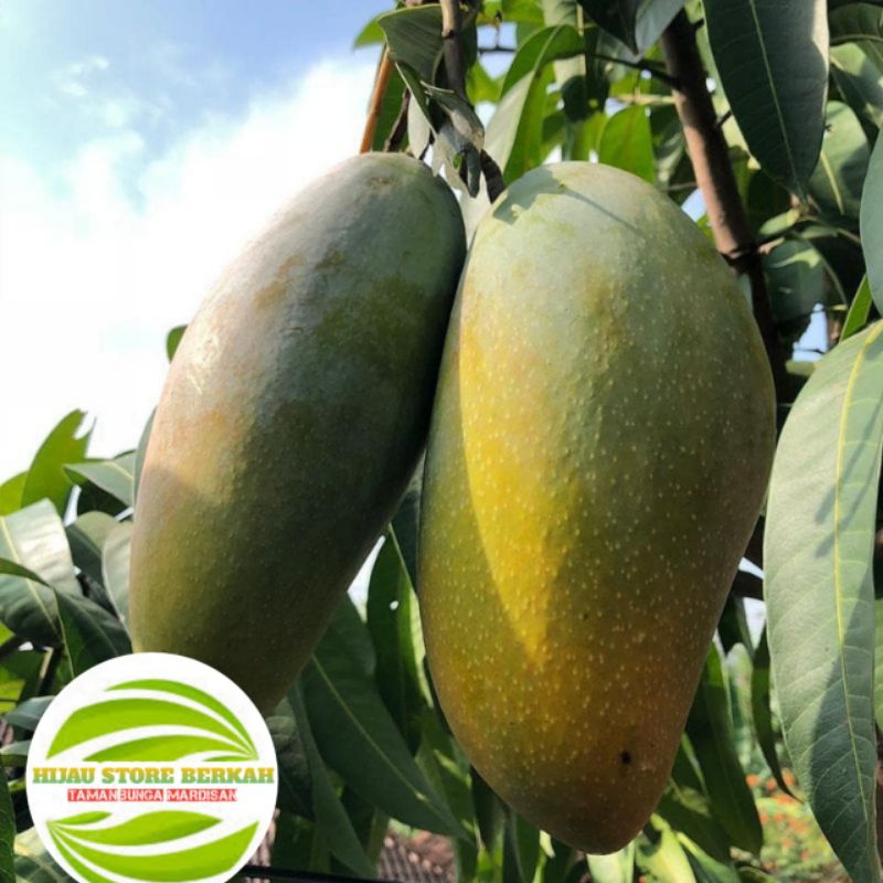 Bibit pohon mangga kiojay pohon cepat berbuah