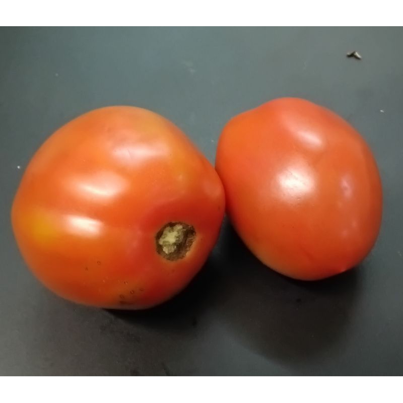 

Tomat Buah Organik ~500g