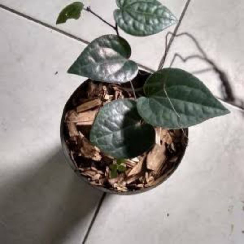 Bibit Sirih Hitam Asli | Bibit Tanaman Daun Sirih Hitam