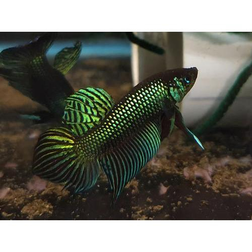 Wild betta alien gray blue copper thialand lane ikan cupang