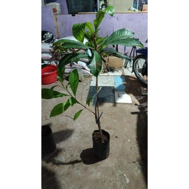 Mamey sapote Super red ( sambung susu )