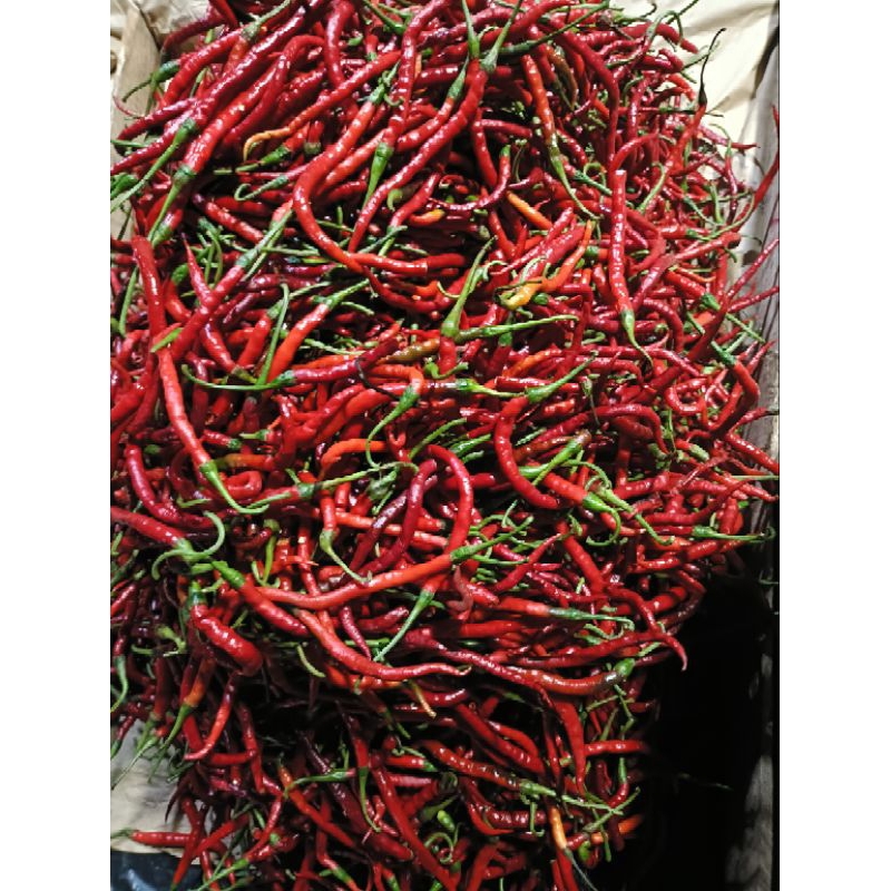 

cabe merah kriting super