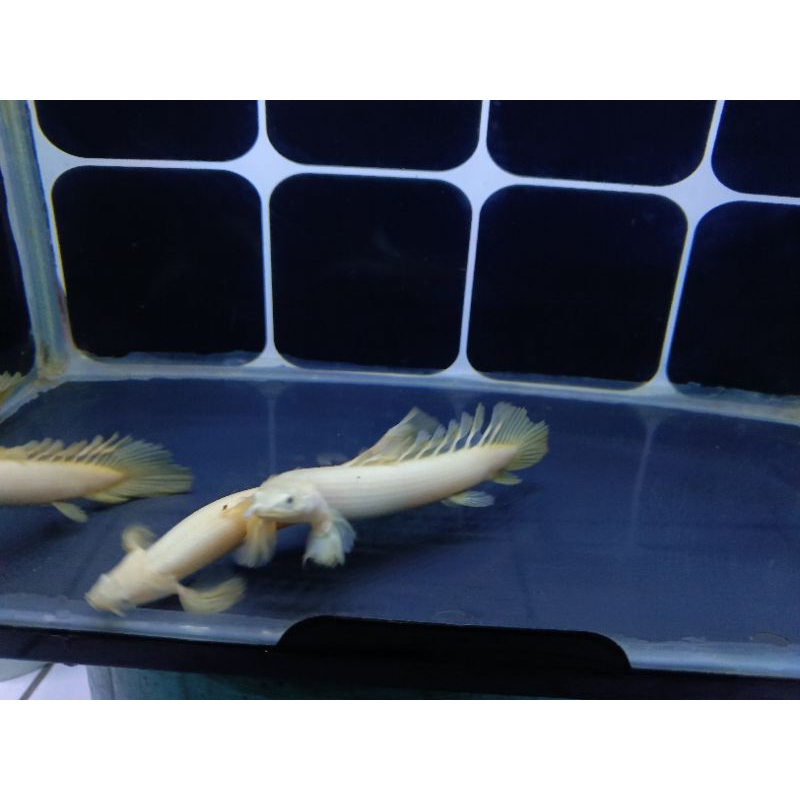 Aksesoris Aquarium Palmas Leucistic Slayer