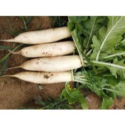 

Lobak Putih / Daikon / Radish 500 gr