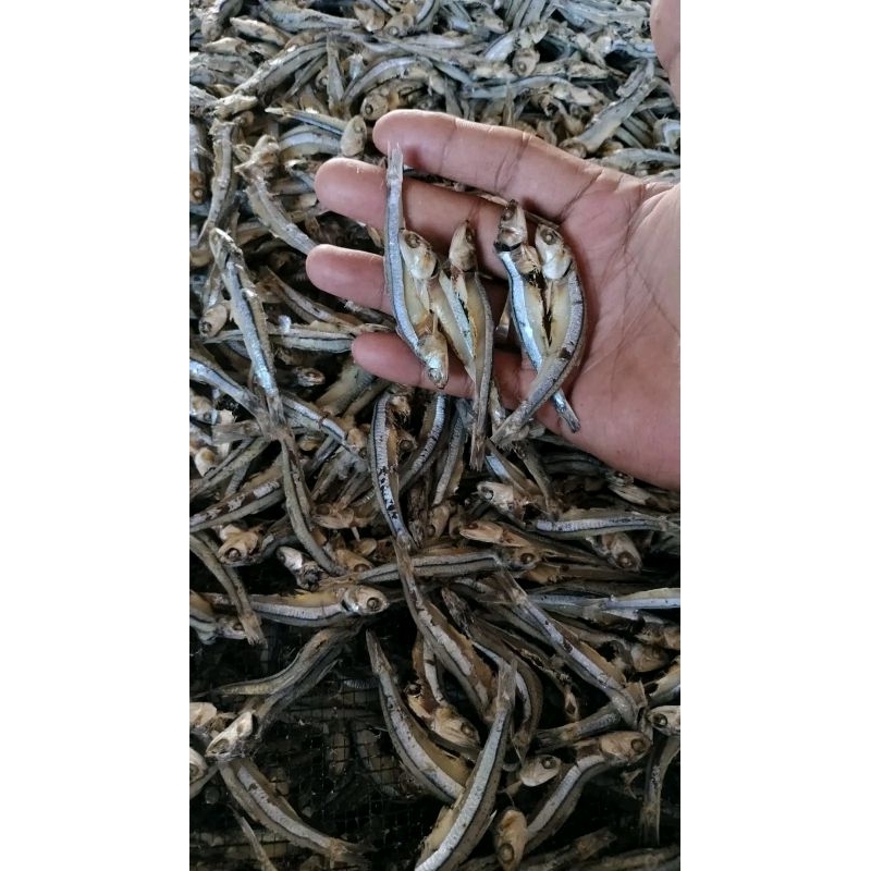 

ikan asin tribilis