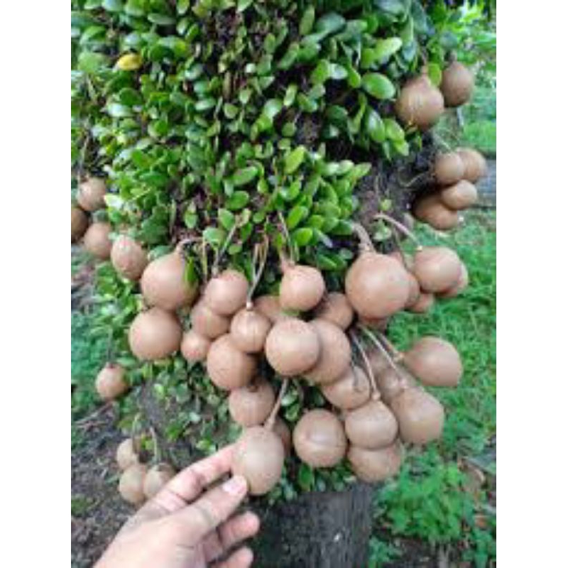 buah kepel segar 100% asli jawa mentah/matang