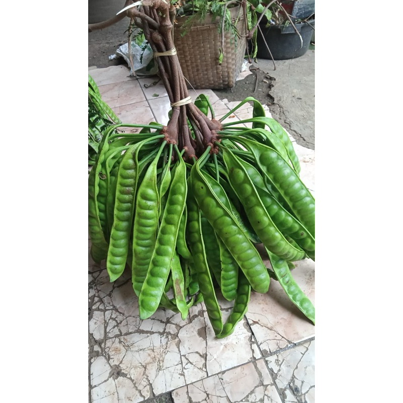 

Pete padi asli wonogiri