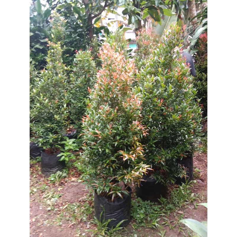 pohon pucuk merah tinggi 1,5 meter