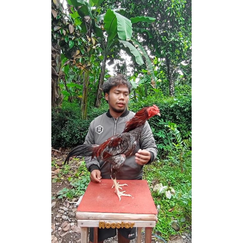 Plucker g20 brakot - Ayam plucker - Ayam brakot - Ayam pakhoy