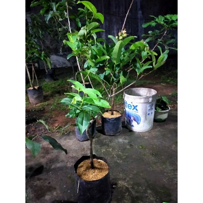 Jambu Air Kancing Berbunga