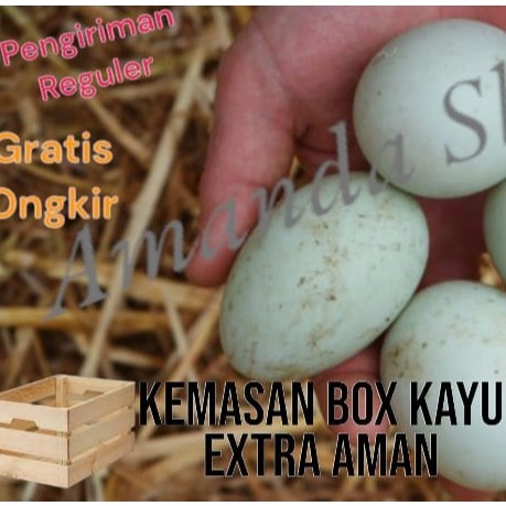 

Telur bebek mentah langsung dari ternak gratis packing extra aman