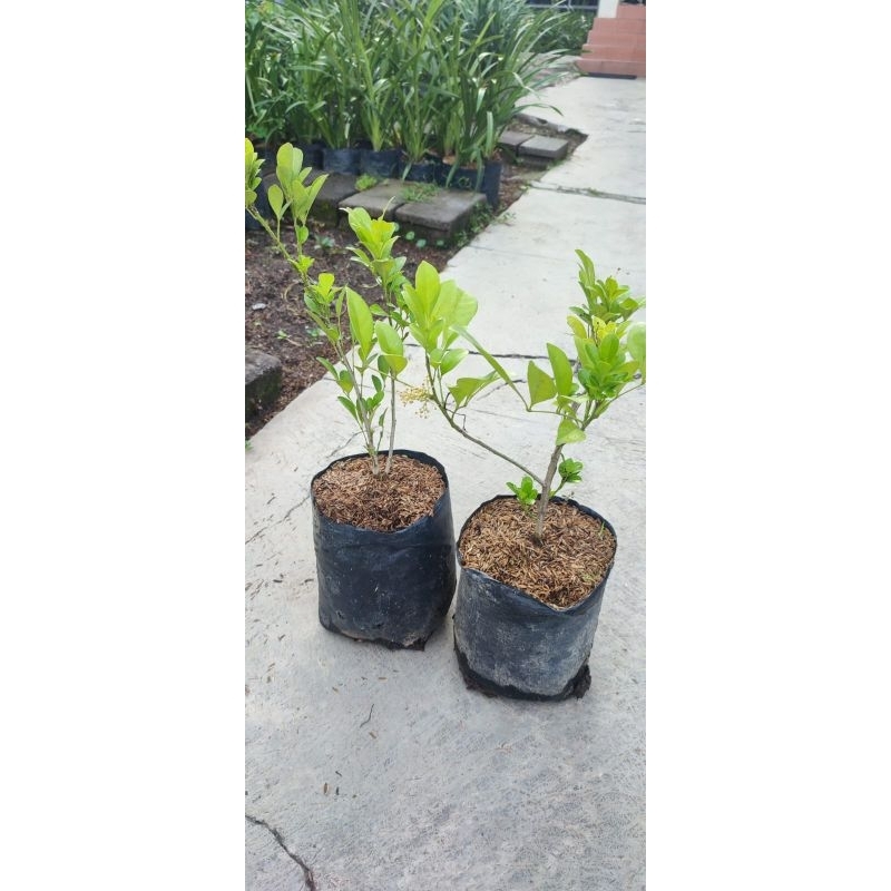 Tanaman Pacar Cina / Kemuning Cina / Pacar Culan / Aglaia Odorata Lour