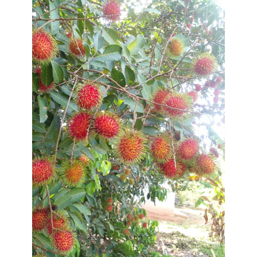

RAMBUTAN BINJAI FRESH DARI POHON