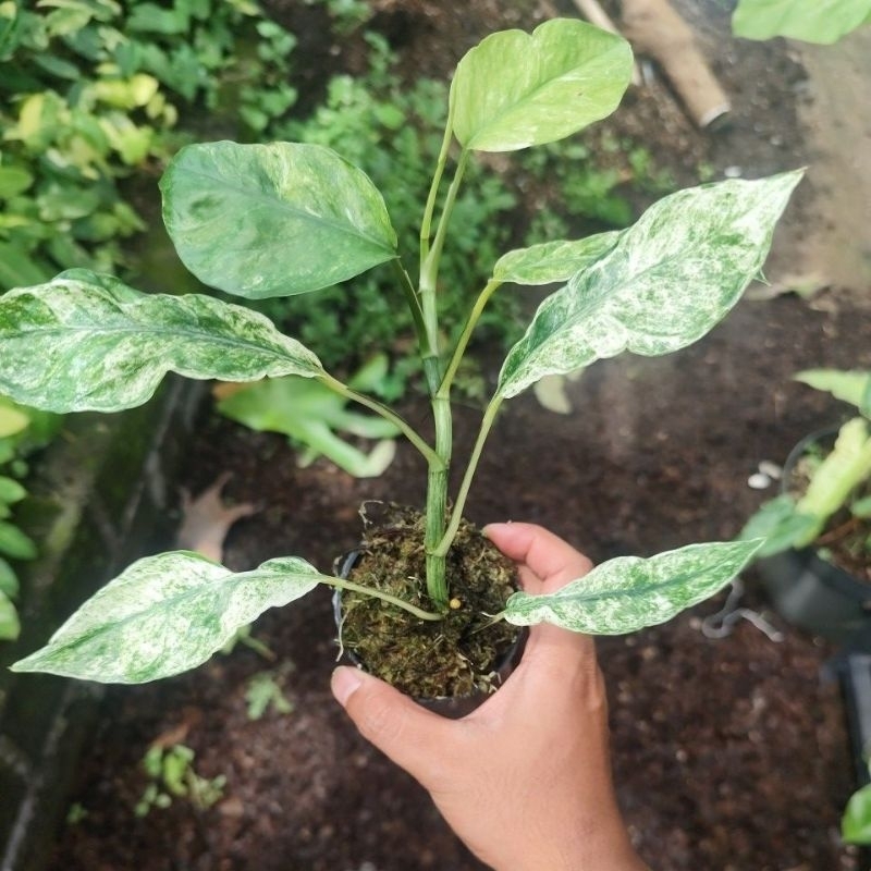 epipremnum hanoman SP Bali