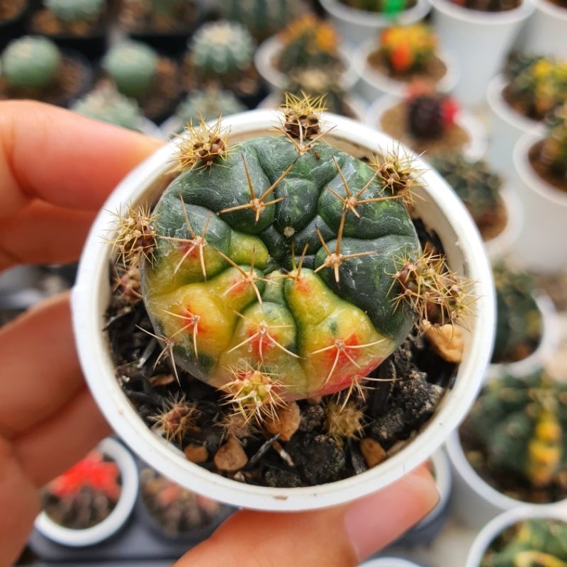 Kaktus Gymnocalycium Damsii Purple Variegata Gymno Damsi Var Ownroot