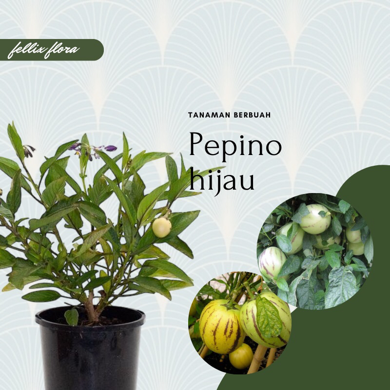 Bibit Tanaman Buah Pepino Hijau / Pepino Melon / Pepino kuning