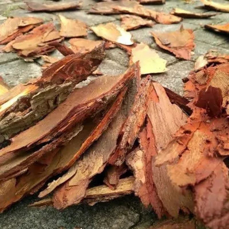 

Kulit Pohon Mahoni Segar Herbal Diabetes (500 gram)