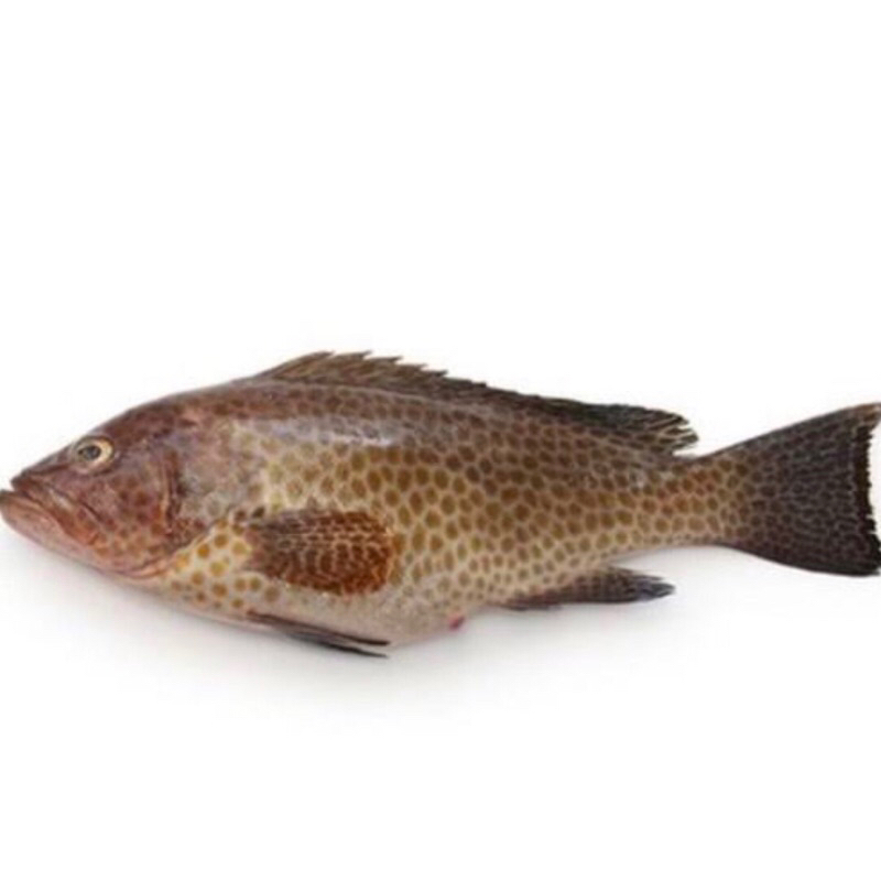 

Ikan Kerapu Segar / Ikan laut/ supplier Ikan laut bogr