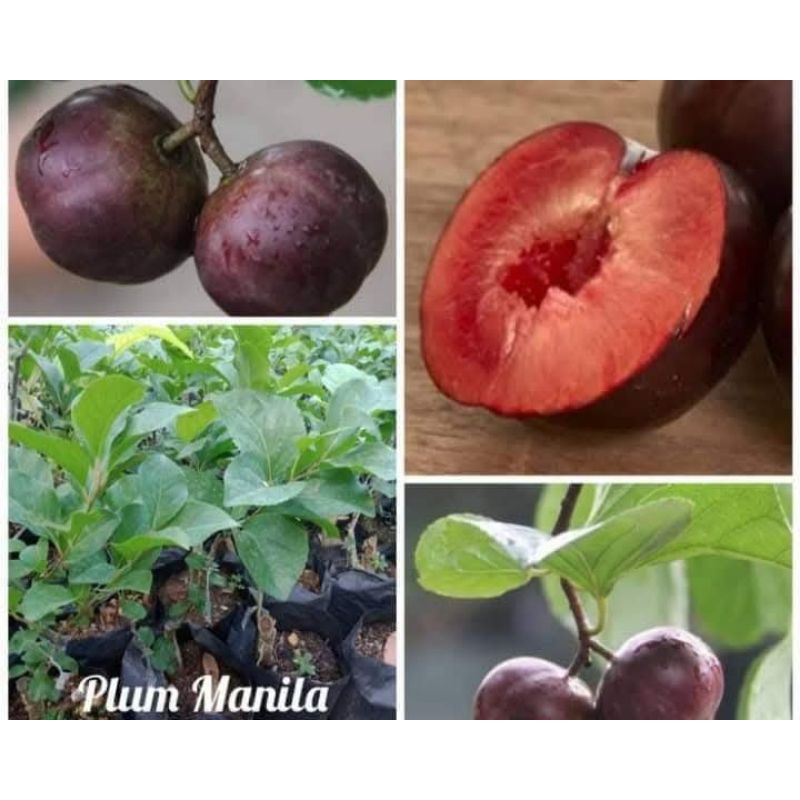 

Bibit Buah Plum Manila Okulasi