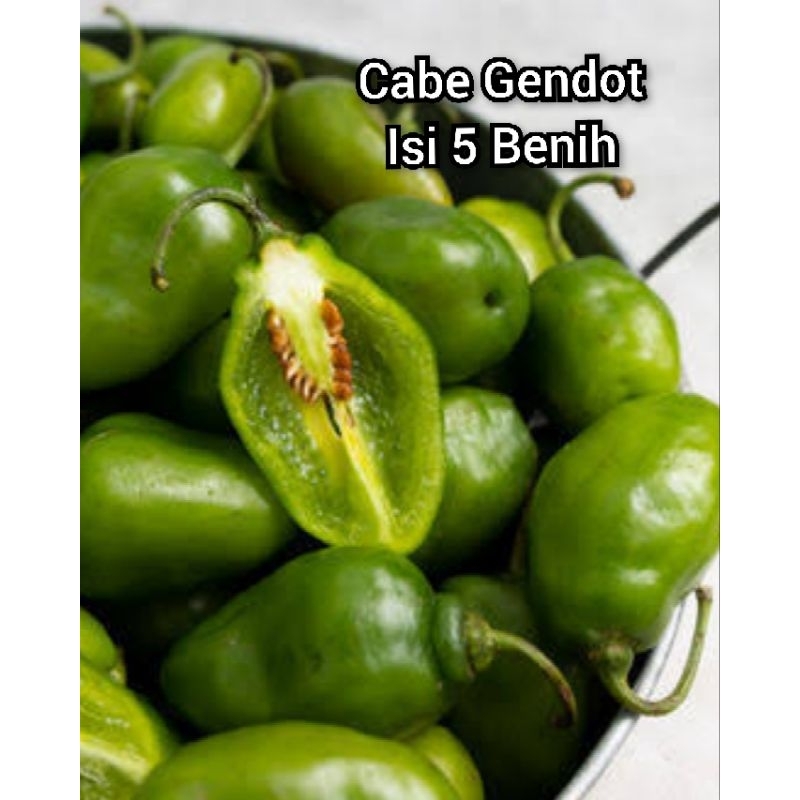 Benih/Biji Cabe Gendot