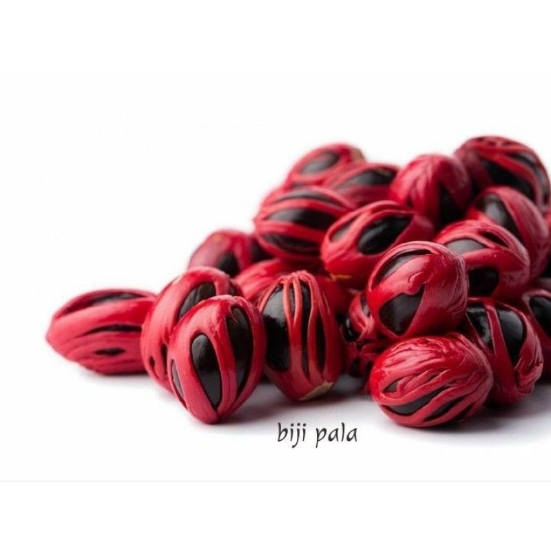 

BIJI PALA TUA MATANG BISA JADI BIBIT JUGA ISI 5 BIJI