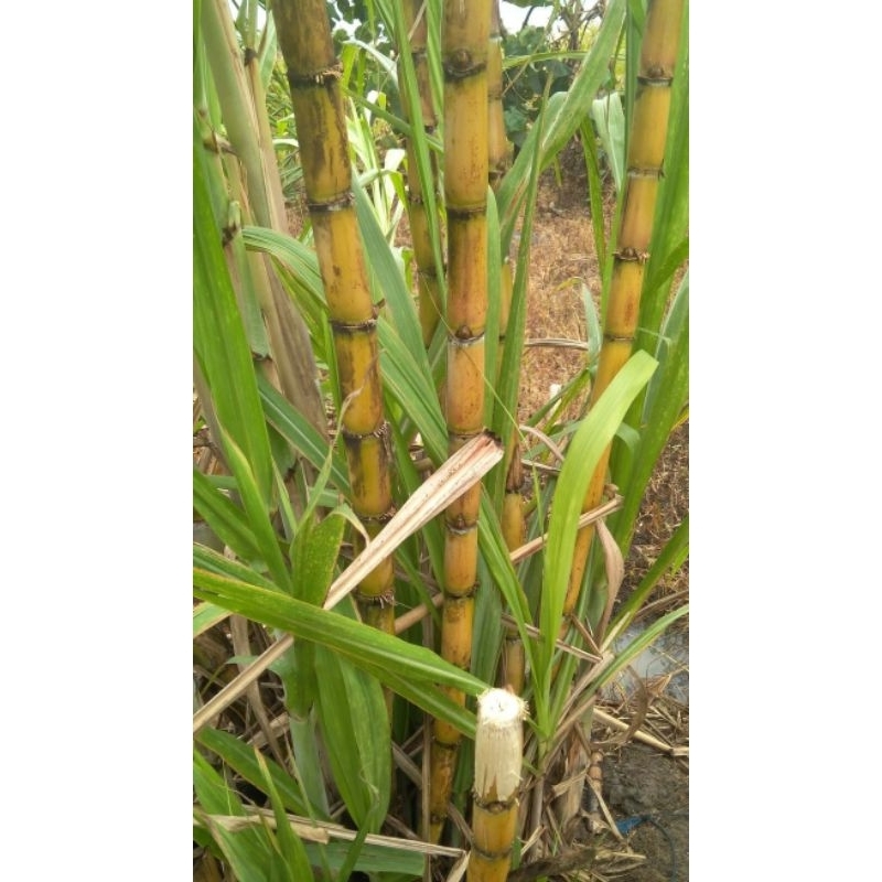

TEBU KUNING SEGAR MURAH FRES 500 GRAM