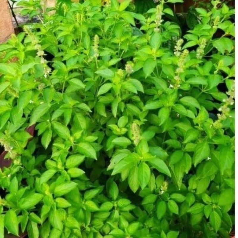 

DAUN KEMANGI SEGAR FRES MURAH 250 GRAM
