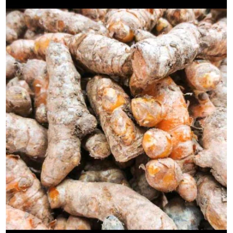 

Kunyit segar 500gram