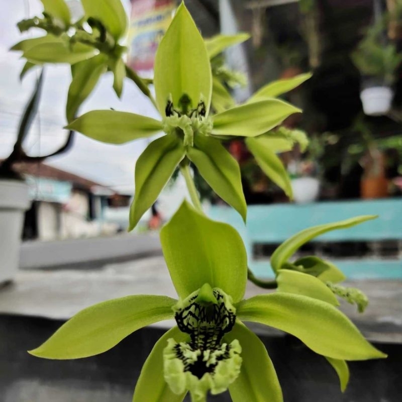 C. Pandurata / Anggrek Hitam Kalimantan