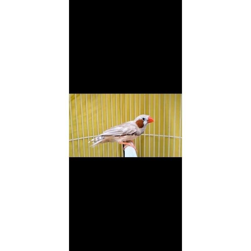 zebra Finch jenis Isabel sepasang siapa tangkar