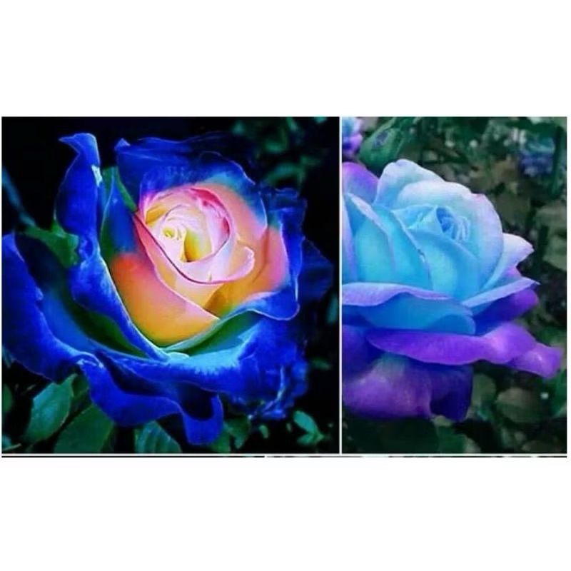 Tanaman hias Mawar Langka Warna Biru Pink Impor Tanaman Mawar Sudah Kuncup